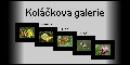 Kol��kova galerie